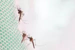 Haber tenido dengue duplica el riesgo de COVID-19 sintomático Dengue duplica el riesgo de COVID grave