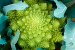 Descubren a qué se debe la forma fractal de la coliflor romanesco Coliflor romanesco: desvelan su misterio