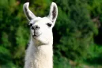 Nanocuerpo de llama evita citomegalovirus 