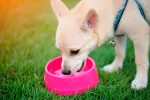 Hidratación en el perro: cuánta agua debe beber tu mascota Hidratación en el perro