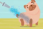 Cómo refrescar a tu perro en verano Refrescar a tu perro en verano