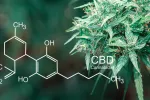 Fármaco con cannabidiol para epilepsia