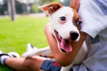 Ley de Bienestar Animal: un curso para tener perro y otras normas Ley de Bienestar Animal: nuevas normas