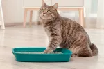 Caja de arena para gatos: cómo controlar su olor Caja de arena para gatos