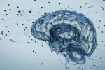 El cerebro tiene células madre que permiten la generación de neuronas Células madre cerebro generan neuronas