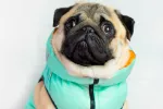 Vestir a la mascota: ¿es aconsejable? Cuándo y cómo hacerlo Vestir a la mascota: ¿es aconsejable?