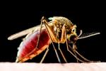Malaria: 14 millones +casos por el COVID