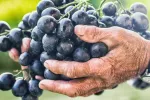 Las uvas podrían bajar el colesterol malo y proteger la salud cardiaca Uvas ayudarían a bajar el colesterol