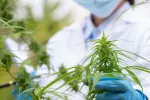 Compuestos cannabis bloquean SARS-CoV-2