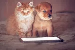 Adoptar una mascota por internet