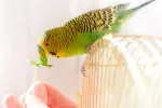 Periquito australiano, el ave favorita como mascota Periquito australiano
