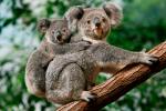 Koalas están en peligro de extinción