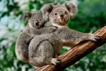 Koalas están en peligro de extinción