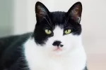 Día Internacional del Gato, ¿por qué se celebra tres veces cada año? Día del Gato ¿por qué es 3 veces al año?