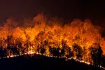 Contaminación acústica e incendios amenazas para el planeta y la salud Alerta mundial por contaminación acústica