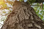Corteza de árbol de Neem protegería frente a variantes del coronavirus Corteza árbol Neem frena variantes COVID