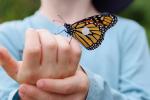 Terapia génica cura 'piel de mariposa'