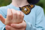 Terapia génica cura 'piel de mariposa'