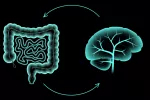 Así se comunican cerebro e intestino