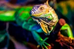 21% Reptiles en peligro de extinción