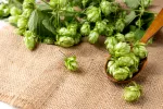 Lúpulo, enredadera aliada de la salud femenina Lúpulo, flores de Humulus lupulus L.