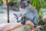 Viruela del mono: 7 casos en Reino Unido
