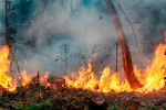 ONU: medidas para evitar los incendios