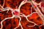 El coronavirus SARS-CoV-2 infecta células de astrocitos en el cerebro Astrocito y vena sanguínea