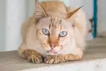 Por qué tu gato babea: causas y soluciones Gato babeando