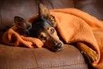 Parvovirosis canina, el mayor enemigo viral de los cachorros Perro contagiado de parvovirosis