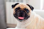 Síndrome braquicefálico en perros, problemas para respirar bien