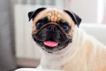 Síndrome braquicefálico en perros: síntomas y soluciones Síndrome braquicefálico en perros, problemas para respirar bien