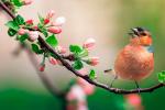 Ansiedad: canto de los pájaros la reduce
