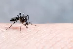 ¿Por qué algunas personas son imanes de mosquitos? Los mosquitos pican más a unas personas que a otras