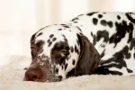 Problemas hepáticos en perros: síntomas y soluciones Problemas hepáticos en perros