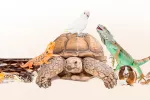 Hámsteres, conejos y otras mascotas que estará prohibido tener en casa Mascotas prohibidas en España
