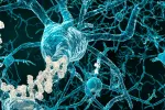 Descubren un factor inmunológico que contribuye al alzhéimer Neuronas con placas amiloides