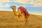 Camello con mascarilla en el desierto
