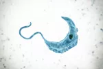 El parásito Trypanosoma brucei al microscopio