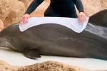 Hallan signos comunes de alzhéimer en los cerebros de delfines varados Delfín varado en una playa