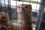 Alarma mundial por brote de gripe aviar en granja de visones gallega Visón encerrado en una jaula de una granja