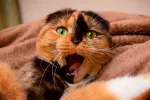 Por qué bostezan los gatos Gato escocés bostezando