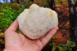 Ejemplar de Hericium erinaceus