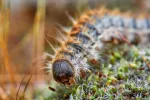Oruga procesionaria del pino