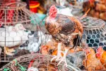 Infecciones humanas por gripe aviar H5N1 en Camboya preocupan a la OMS Aves a la venta en un mercado Nom Pen