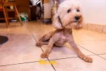 Pancreatitis en el perro: síntomas, tratamiento y dieta Perro que ha vomitado bilis amarilla