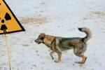 Perro callejero en Chernobyl