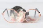 Revierten la pérdida de visión en ratones con edición genética Ratón mirando a través de unas gafas graduadas