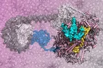 Modelo de inserción del retrotransposón Ty1 en el ADN Genes saltarines al microscopio