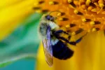 Detectan micotoxinas cancerígenas en polen de abeja vendido en España Abeja recolectando polen de una flor